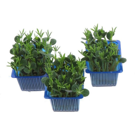 LUPINE CRESS (GOUT FRAIS, AMERE, CROQUANT) 100G